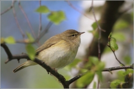 <p>BUDNÍČEK MENŠÍ (Phylloscopus collybita) /Common chiffchaff – Zilpzalp/</p>